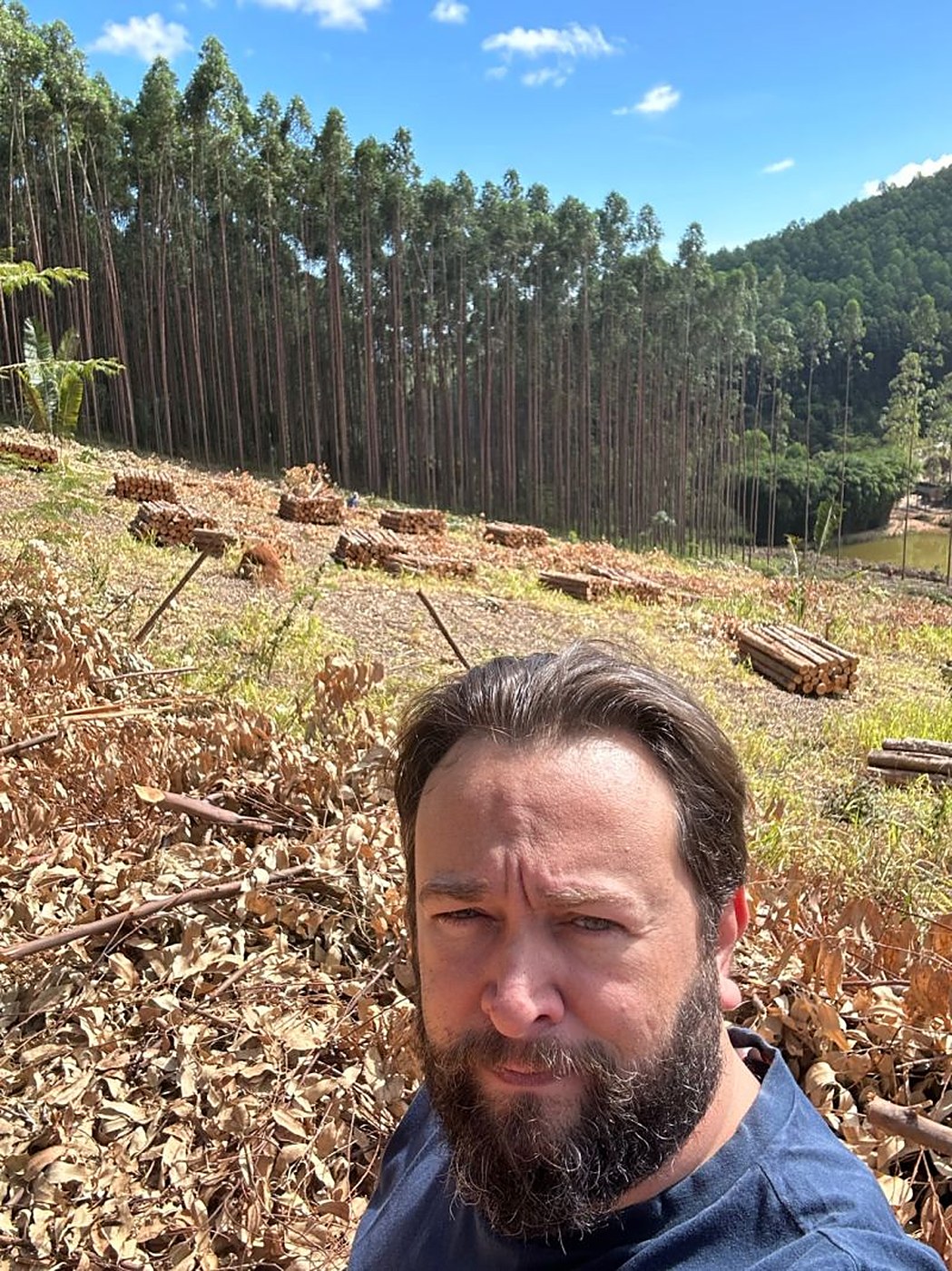 Área de colheita florestal com toras empilhadas